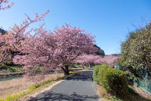 青野川沿いの河津桜2021
