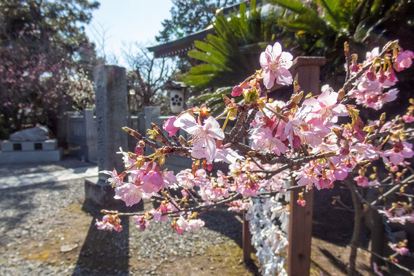 ���š��������Ҥβ��ź� 2024