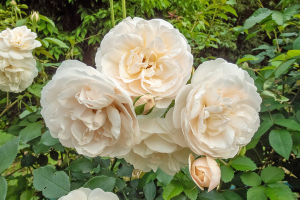 Ų󥻥󥿡ΥХ 2024-3