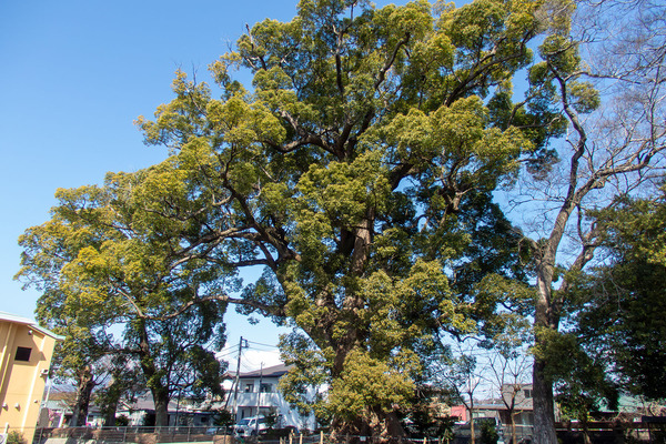 ŷ�Ͽ��ҤΥ����Υ� 2026-2