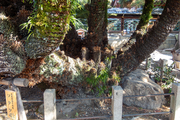 御香宮のソテツ 2026-2