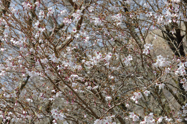 �ޥ᥶���� 2026-2