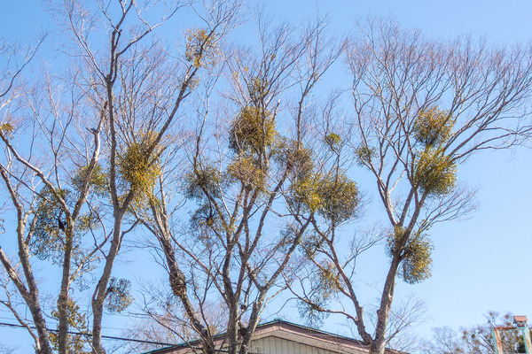 ������ʤΥ�ɥꥮ 2026-1