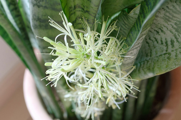 サンセベリアの花 2024-10