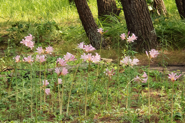 �ʥĥ�������