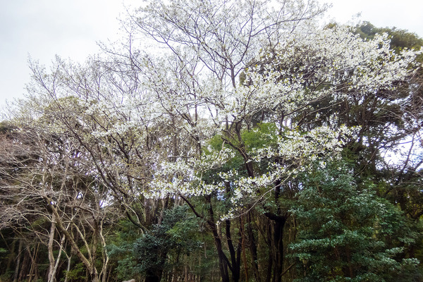 戸田・桜2023-2