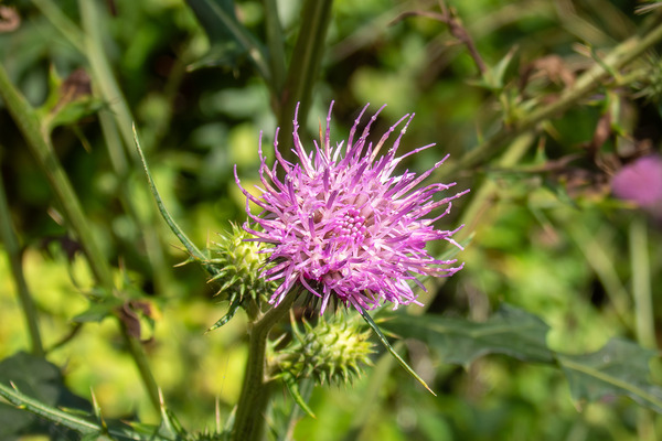 アザミの花 2025-1