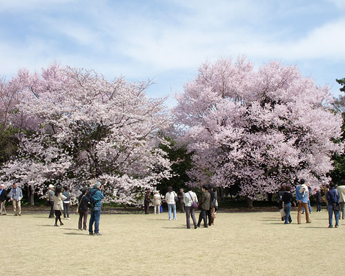 皇居東御苑 桜 季節の花だより はなつうwest Blog