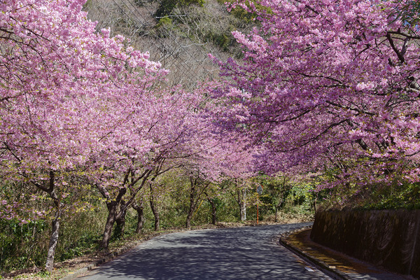 井田の河津桜2025-1