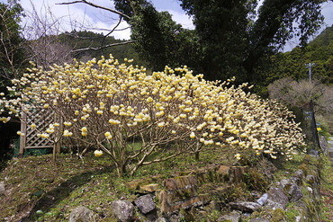 ����Į�Υߥĥޥ�1