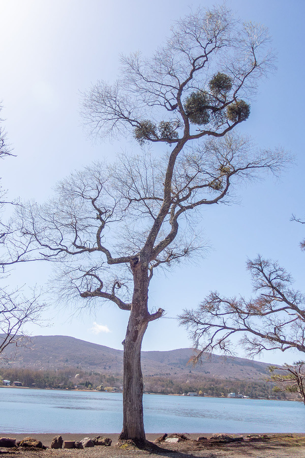 ������ʤΥ�ɥꥮ 2026-2