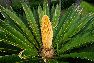 沼津御用邸記念公園のソテツの花