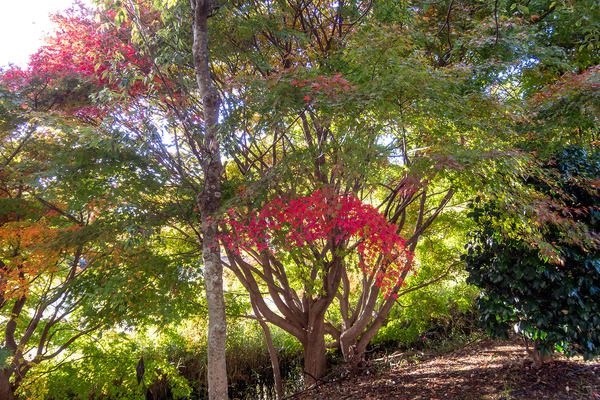 ���뱿ư����ι��� 2025