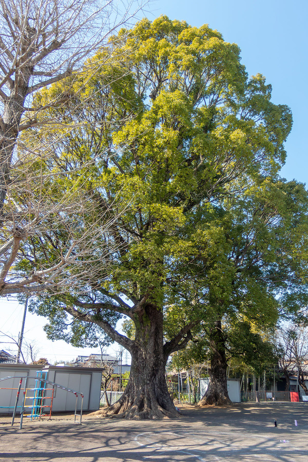 ��ɱ���ҤΥ����Υ� 2026-1