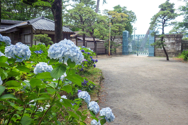 公園のアジサイ2024-5