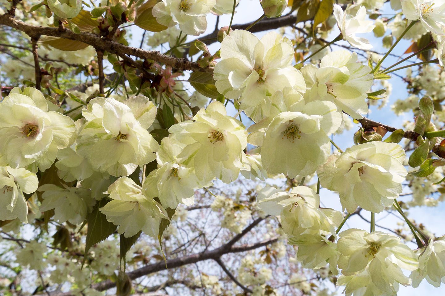 身延山 緑色の桜 御衣黄 季節の花だより はなつうwest Blog