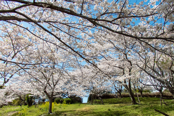 富士通沼津工場の桜2024-3
