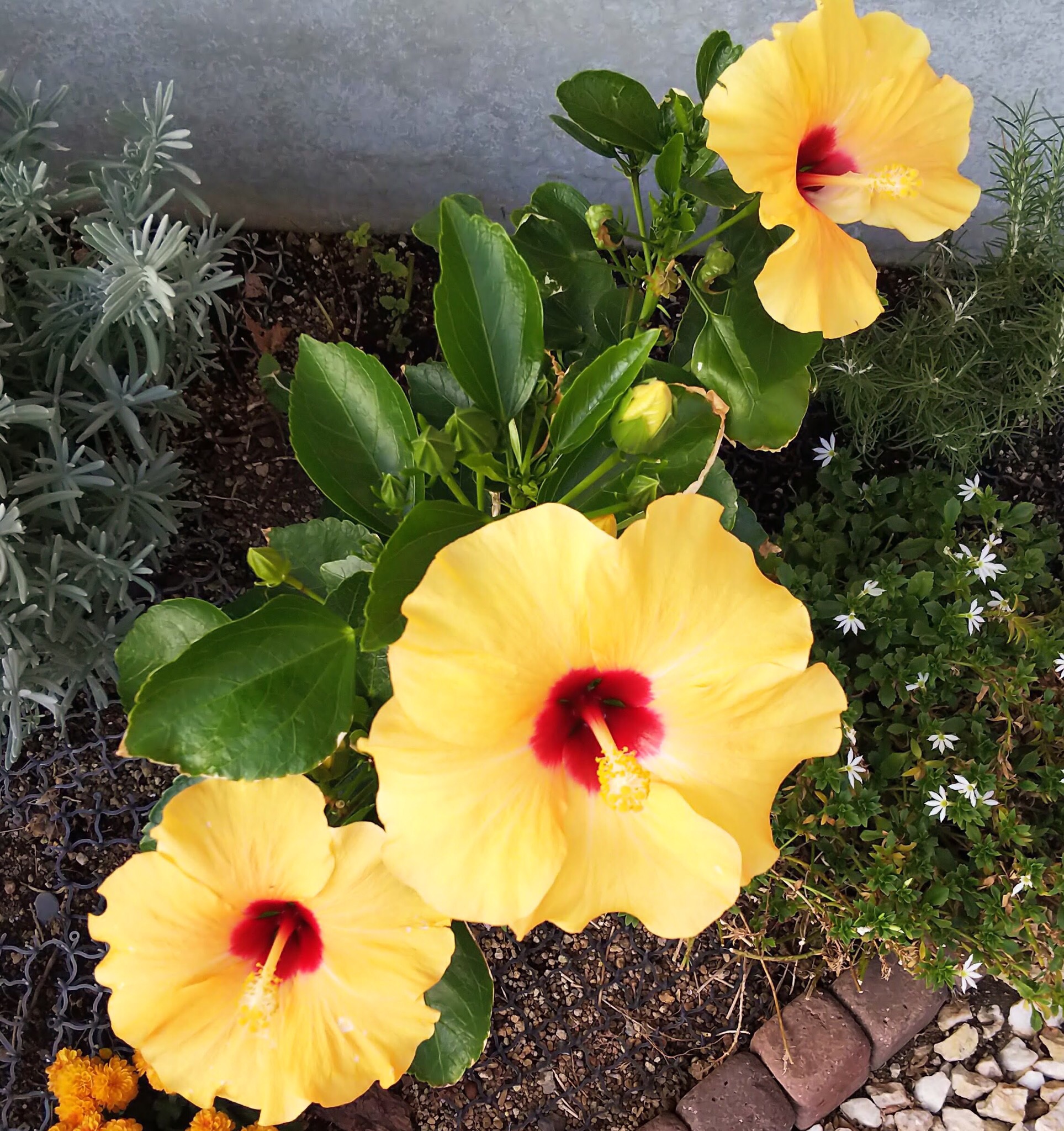 ハイビスカスの花が咲いてます 季節の花だより はなつうwest Blog ハイビスカスの花が咲いてます 季節の花だより はなつうwest Blog