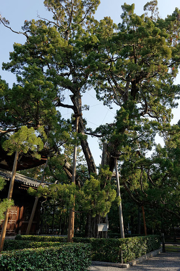 ���������֤�