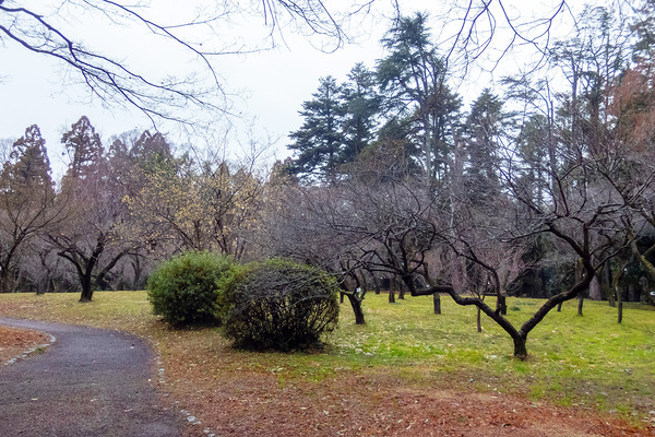 京都府立植物園の梅林