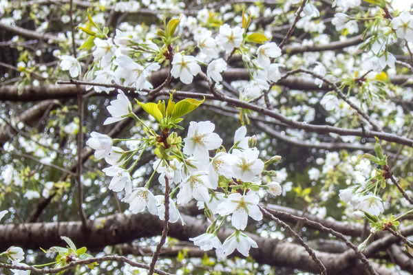 戸田・桜2023-1
