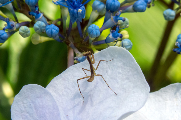 ���������ȥ��ޥ���