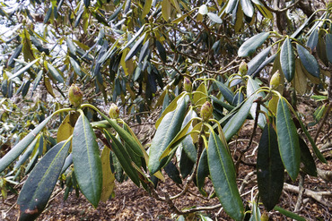 ŷ�뻳���㥯�ʥ�2014