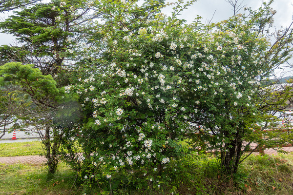 フジイバラ 2025