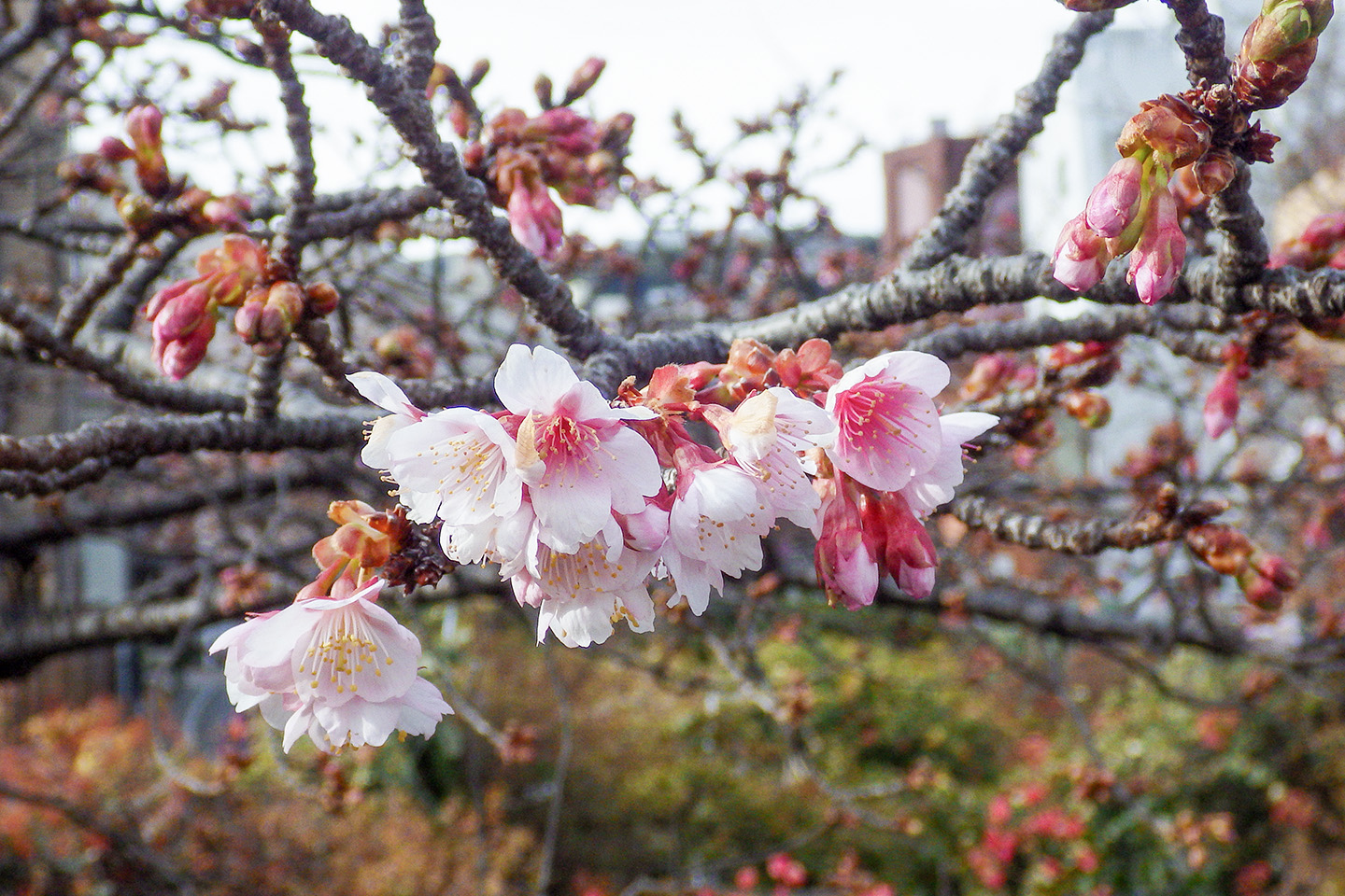 あたみ桜開花状況 22 季節の花だより はなつうwest Blog