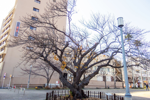 �����ߺ� 2026-5