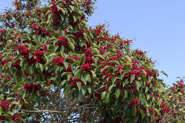 �������ͥ���μ� 2024-2