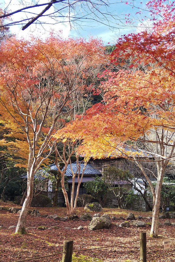 ƻ�α�ŷ��ۤ��ι���