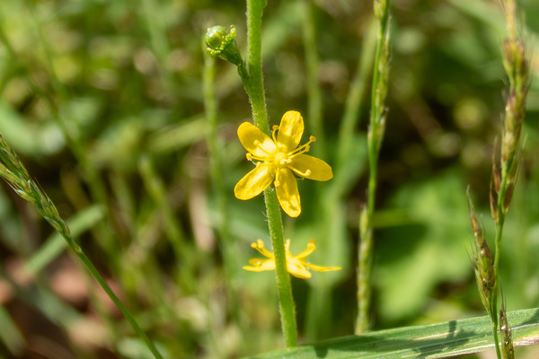 ヒメキンミズヒキの花 2025