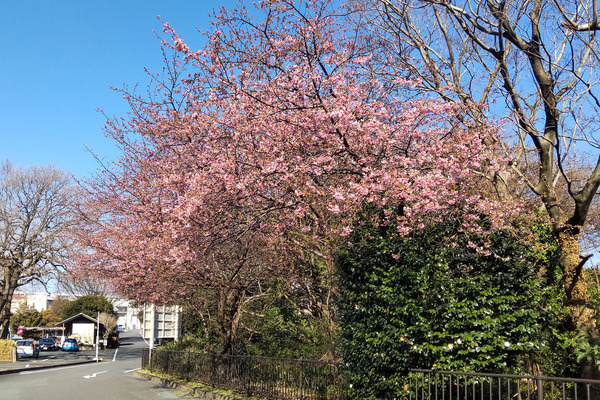 柿田川公園の河津桜2025-1