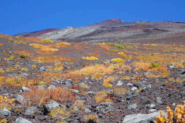 富士山富士宮口の紅葉2015-1