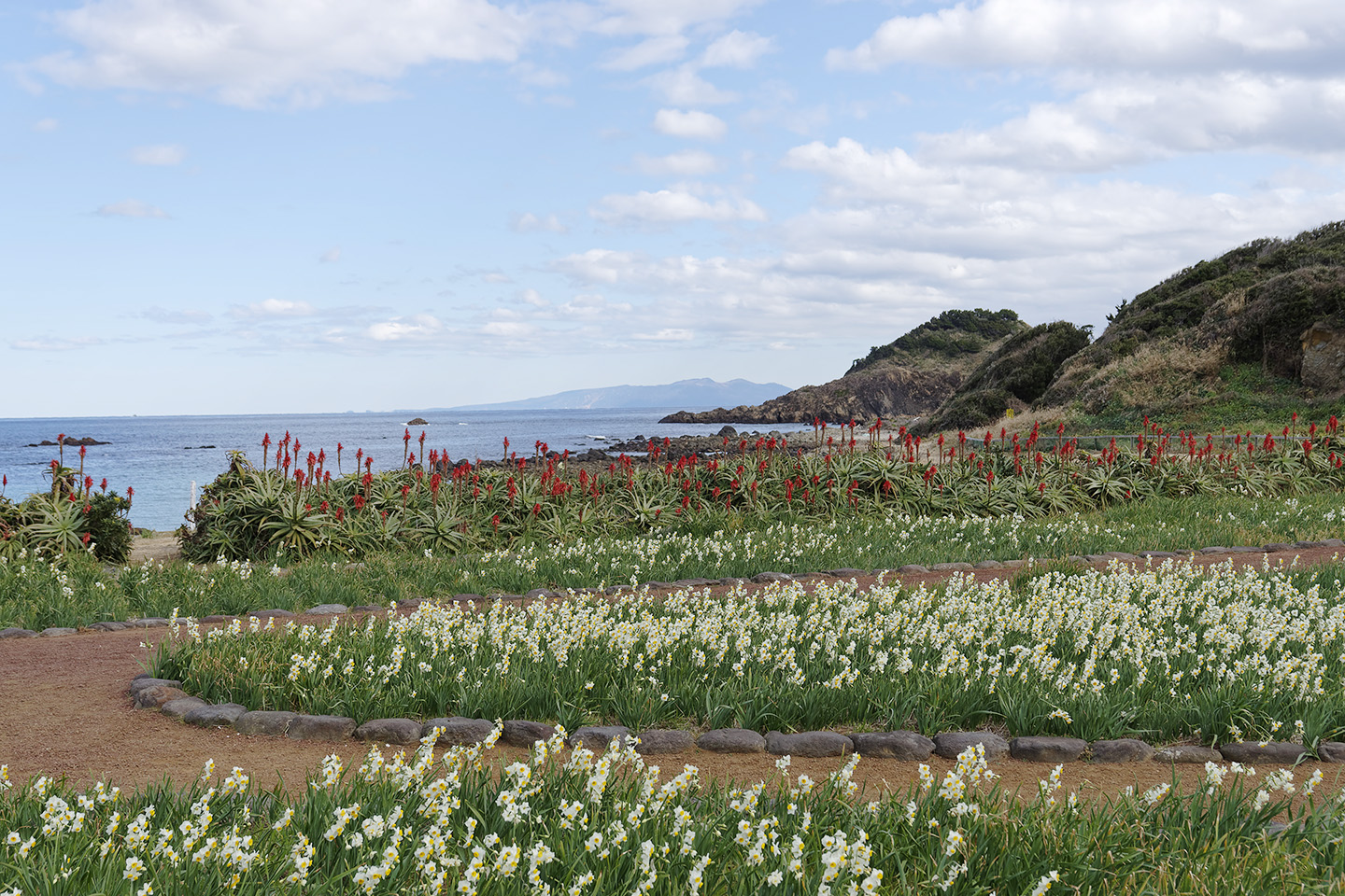 下田 爪木崎水仙まつりの様子 22 季節の花だより はなつうwest Blog 下田 爪木崎水仙まつりの様子 22 季節の花だより はなつうwest Blog