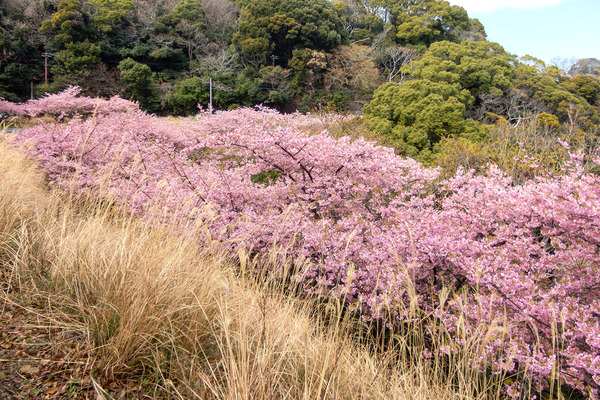 来ル海の河津桜2026-1