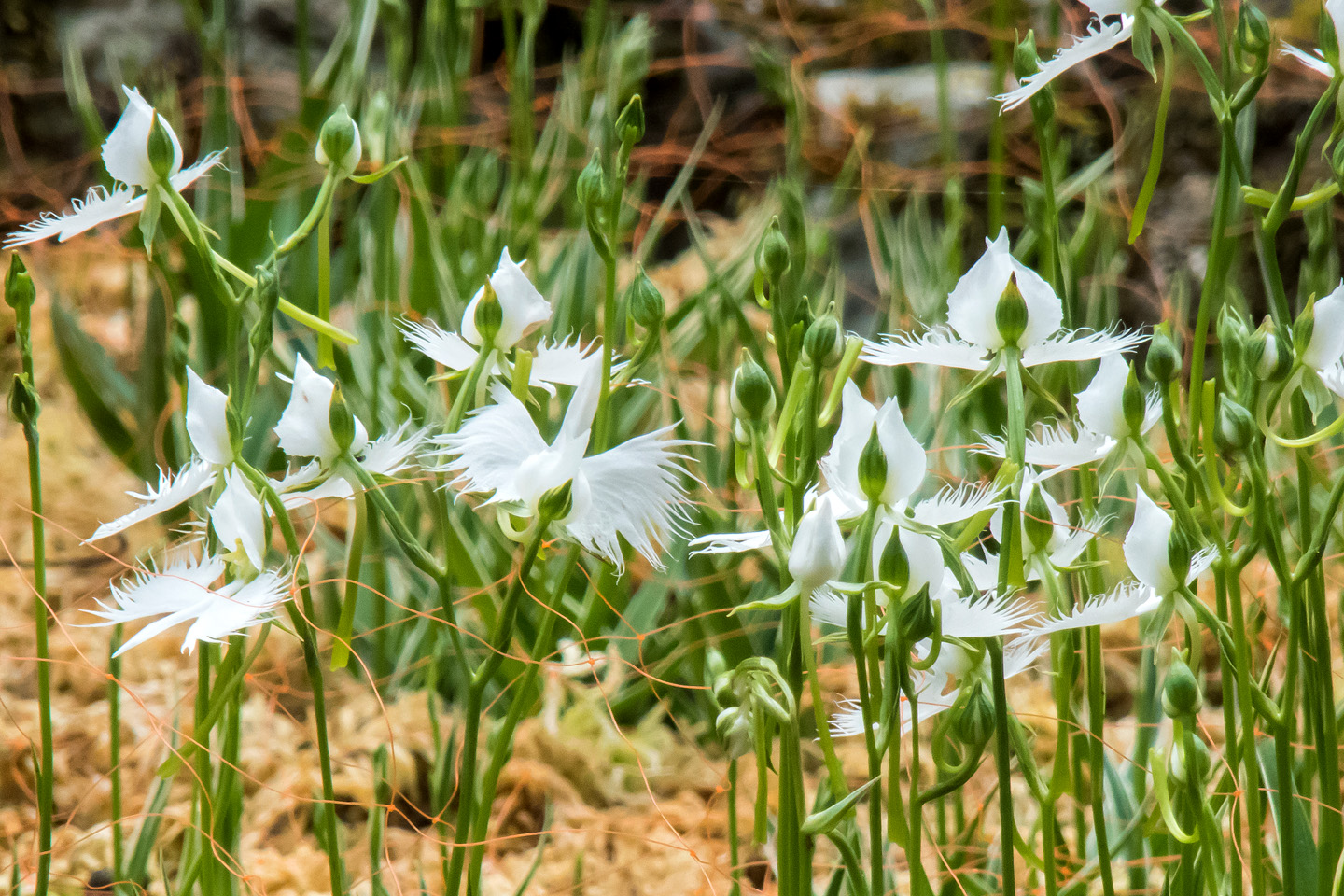 箱根 湿性花園 キスゲの咲く季節 パステル画 箱根 湿性花園 キスゲの咲く季節 パステル画 季節の花 春|箱根湿