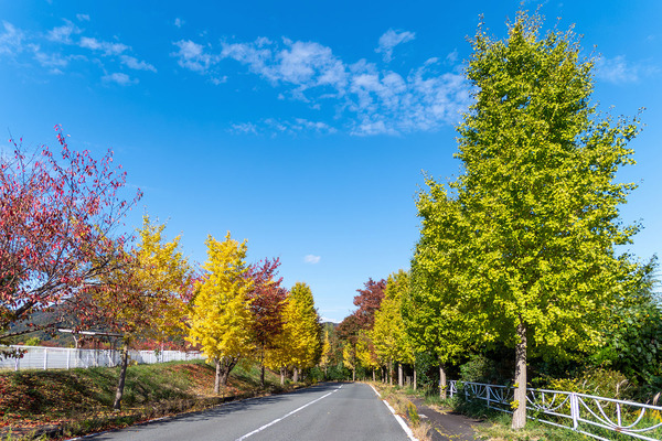 ��ƦĹ���Υ����祦�ι��� 2025-2