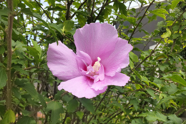 ムクゲの花 2024-1
