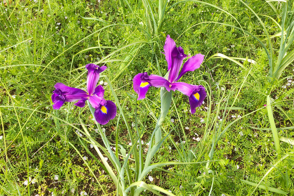 ダッチアイリス2023