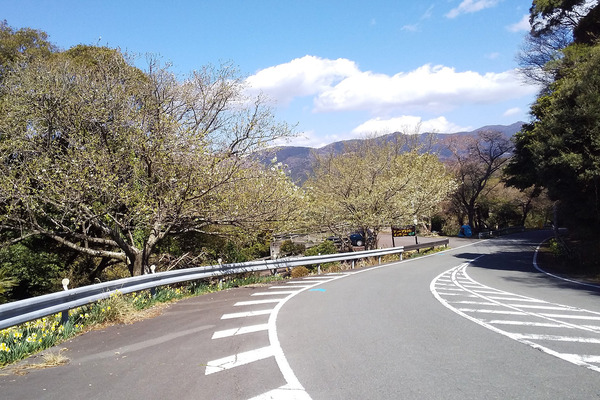 大島桜2019-1