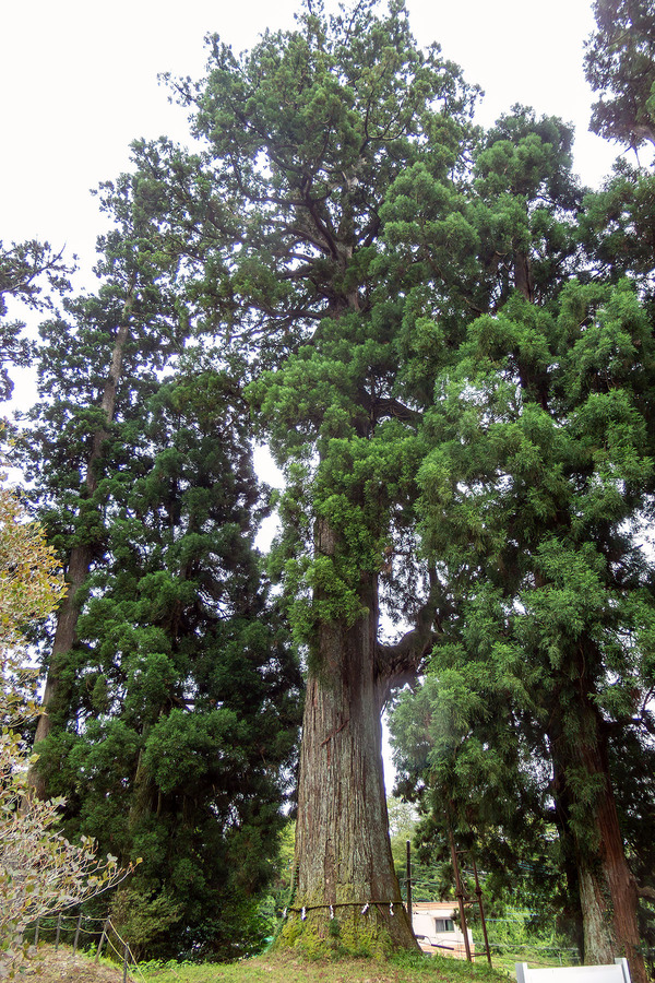 村山浅間神社の大スギ 2025