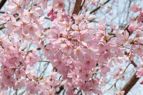 香貫山の三春の滝桜 2026-3