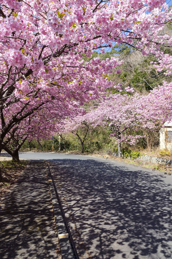 井田の河津桜2025-2