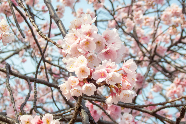 熱海の大寒桜2023-2