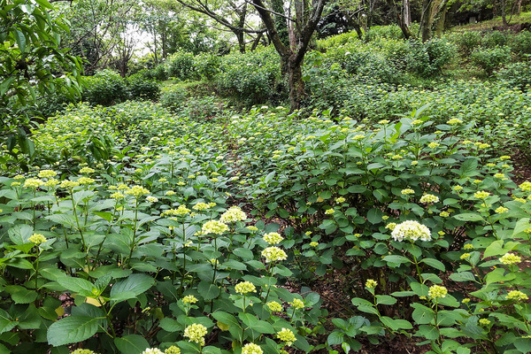 ��ӻ��Υ�������2023