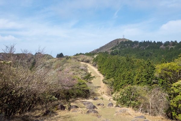 金冠山の桜2024-2