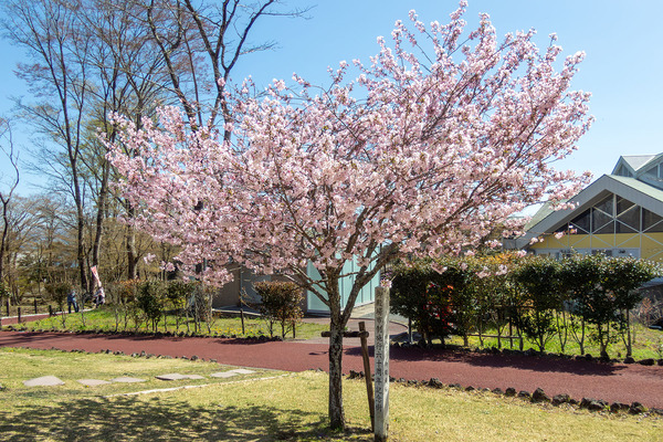 ���¾�� 2026-1