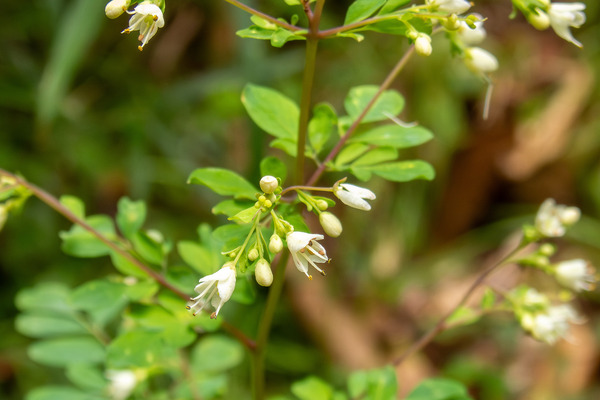 マツカゼソウ 2025-1